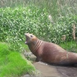 Aunque el animal se encontraba en buen estado, mostraba signos de temor al no estar en su hábitat natural