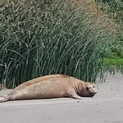 El elefante marino no presentaba heridas.