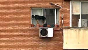 Una mujer dejó a su perro al borde de la ventana de un sexto piso