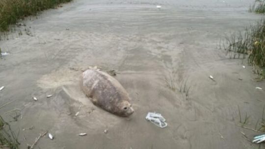 Sorpresa: avistan a un elefante marino en el sur del Gran Buenos Aires