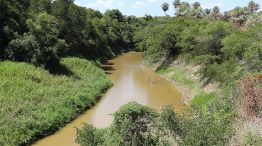 Bosque del Gran Chaco