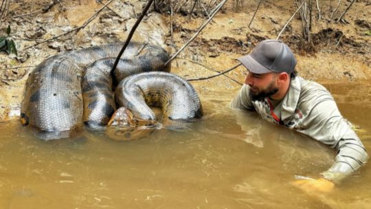 Un veterinario argentino compartió su encuentro con una anaconda gigante en el Amazonas