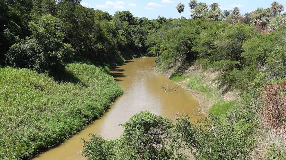 Bosque del Gran Chaco