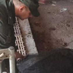 Tras ser rescatado, el cóndor andino fue trasladado a un centro de rehabilitación.