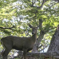 El huemul se encuentra en peligro de extinción en la Argentina.