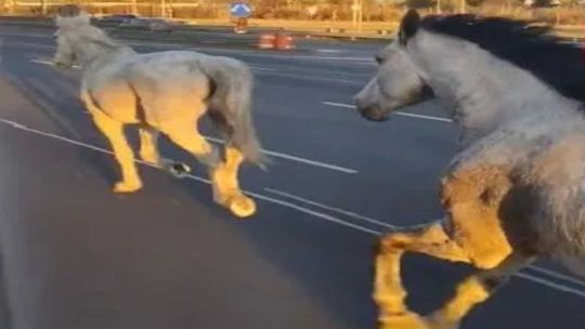 Más de 40 caballos se escaparon del Regimiento de Granaderos y aparecieron corriendo por Panamericana