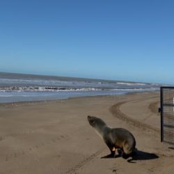 El lobo marino recuperó su libertad.