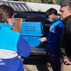 Fue rehabilitado exitosamente por personal del Centro de Rescate de la Fundación Mundo Marino.