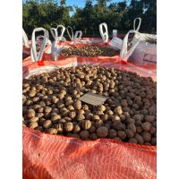 La nuez, nuestra inspiración