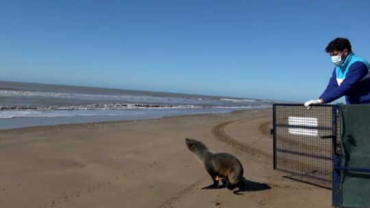 Así liberaron al lobo marino de dos pelos sudamericano que había sido rescatado en el Delta del Paraná1