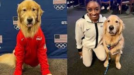  Beacon, el adorable Golden Retriever que ha sido el apoyo emocional de Simone Biles
