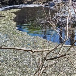 Situaciones varias generaron una cantidad considerable de peces muertos que afectan a los distintos ecosistemas y que deberán ser seguidas de cerca por las autoridades pertinentes.