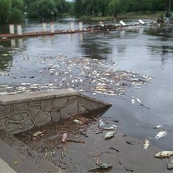 Situaciones varias generaron una cantidad considerable de peces muertos que afectan a los distintos ecosistemas y que deberán ser seguidas de cerca por las autoridades pertinentes.