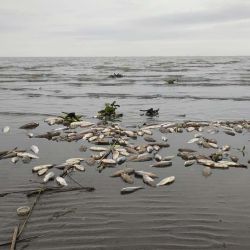 Situaciones varias generaron una cantidad considerable de peces muertos que afectan a los distintos ecosistemas y que deberán ser seguidas de cerca por las autoridades pertinentes.