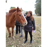 “Yoga entre Caballos”: La Magia Espiritual del Caballo en el Yoga: Fuerza, Libertad y Conexión