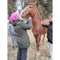 “Yoga entre Caballos”: La Magia Espiritual del Caballo en el Yoga: Fuerza, Libertad y Conexión
