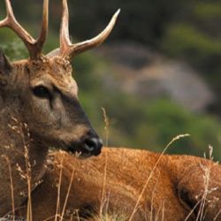 Actualmente, este mamífero cuenta con apenas unos 1.500 ejemplares en todo el país.