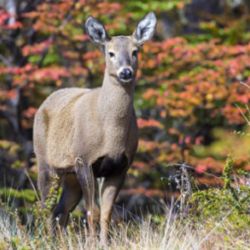  la reintroducción de esta especie es considerada por los especialistas crucial tanto para su preservación.