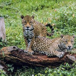 En la Argentina, la especie se encuentran en peligro crítico