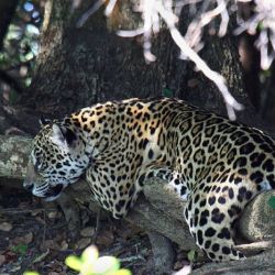 En la Argentina solo hay entre 250 a 300 ejemplares.