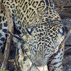 La deforestación es la principal culpable de su merma poblacional.