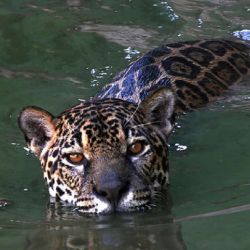 Cada animal precisa aproximadamente 40 mil hectáreas de bosque continuo y en buen estado de conservación.