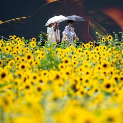 Los visitantes caminan por los campos de girasoles en el parque Kasai Rinkai en Tokio. Foto de Philip FONG / AFP | Foto:AFP