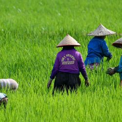 Los agricultores trabajan en un campo de arroz en Indrapuri, en la provincia indonesia de Aceh. Foto de CHAIDEER MAHYUDDIN / AFP | Foto:AFP