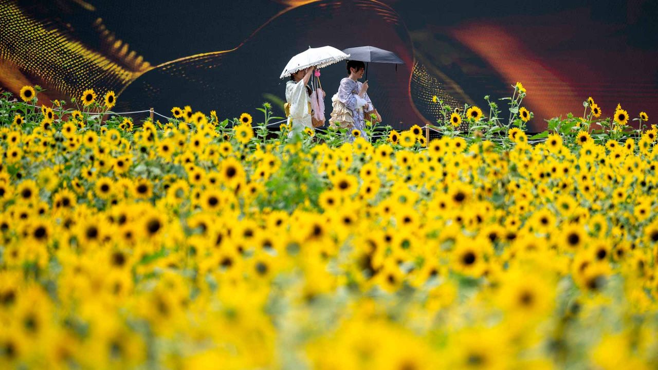 Los visitantes caminan por los campos de girasoles en el parque Kasai Rinkai en Tokio. Foto de Philip FONG / AFP | Foto:AFP