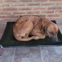 Mundo Lona, diseño, utilidad y limpieza para el descanso de tu mascota