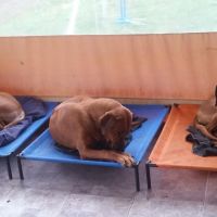Mundo Lona, diseño, utilidad y limpieza para el descanso de tu mascota