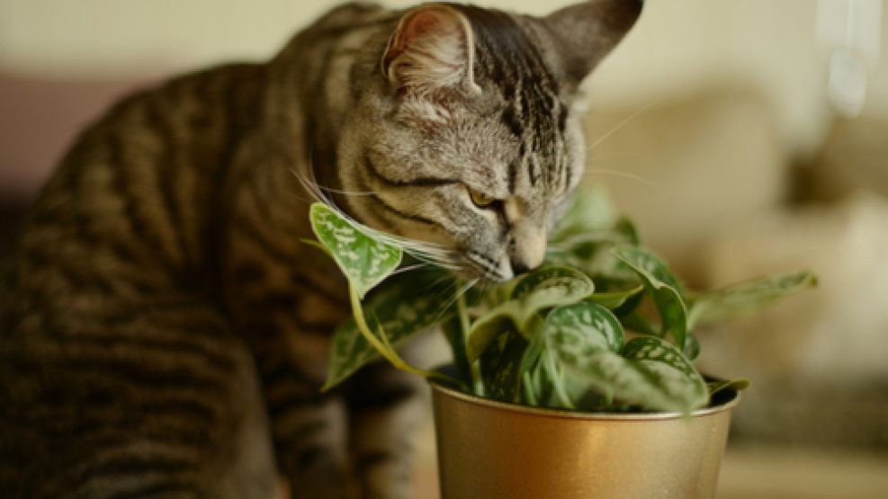 Cuáles son las plantas que implican un riesgo para nuestras mascotas.