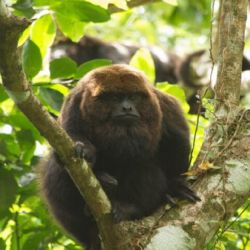 El mono aullador fue otra de las especies estudiadas durante el estudio.