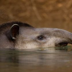 El tapir es el mamífero nativo más grande de los bosques de Sudamérica. FOTO: Gentileza Emilio White