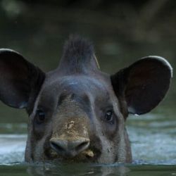El tapir es un importante dispersor de semillas.