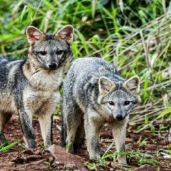 Los científicos compararon la calidad de la dispersión del tapir con la del zorro de monte.