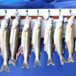 La buena calidad de pescados sorprendió a más de uno, siendo que con ejemplares menores a los 700 g, no se ingresaba en el top ten que premiaba a los pescadores. 