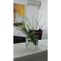 Flores en el hogar: de la belleza y el equilibrio a la paz interior