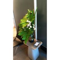 Flores en el hogar: de la belleza y el equilibrio a la paz interior