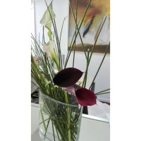 Flores en el hogar: de la belleza y el equilibrio a la paz interior