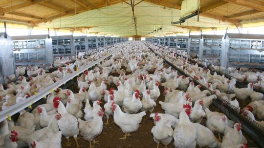 La industria avícola en alerta máxima por el nuevo brote de influenza aviar en Argentina