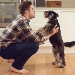 Los perros necesitan incentivos para saber si actúan bien.