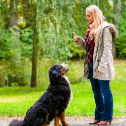 Es importante no utilizar palabras muy parecidas para comunicarte con tu perro.