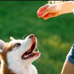 Los perros aprenden mucho más rápido al ser premiados