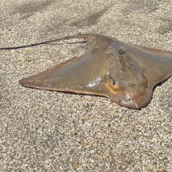 Punta Médanos nos ofrece una experiencia inolvidable en uno de los pesqueros por excelencia de la Costa Argentina. 