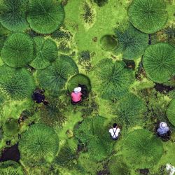 Esta foto muestra una vista aérea de agricultores cosechando frutos de gorgona en un estanque en Taizhou, en la provincia oriental china de Jiangsu. | Foto:AFP