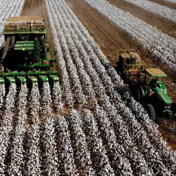 Vista aérea tomada con un dron de un máquina agrícola cosechando algodón en la granja Samabaia, en Cristalina, en el estado de Goiás, Brasil. | Foto:Xinhua/Lucio Tavora