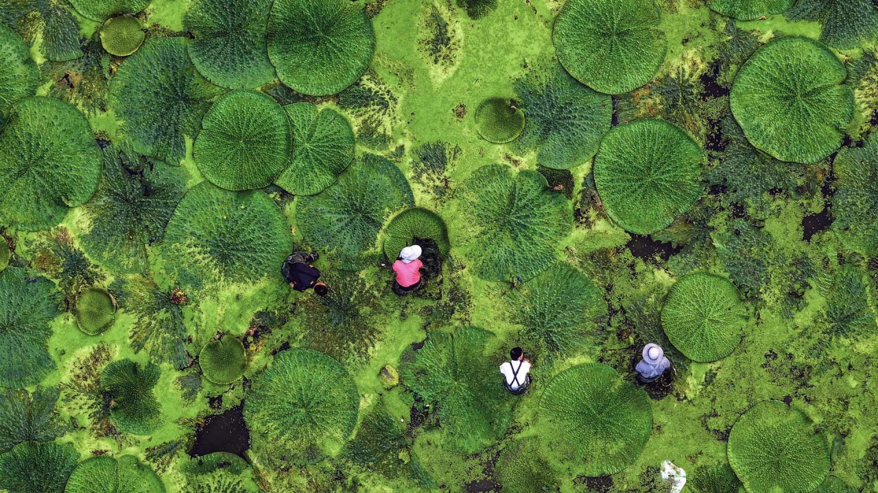 Esta foto muestra una vista aérea de agricultores cosechando frutos de gorgona en un estanque en Taizhou, en la provincia oriental china de Jiangsu. | Foto:AFP