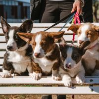 Un compromiso con el bienestar animal. Crianza Responsable. Por Verónica Lesman- Bióloga