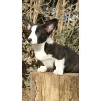 Un compromiso con el bienestar animal. Crianza Responsable. Por Verónica Lesman- Bióloga